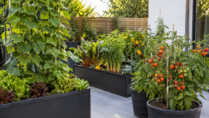 Vegetables for Deep Planters.