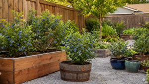 Blueberry Planter Ideas.