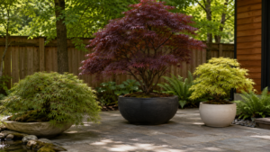 Japanese Maple Planter Ideas
