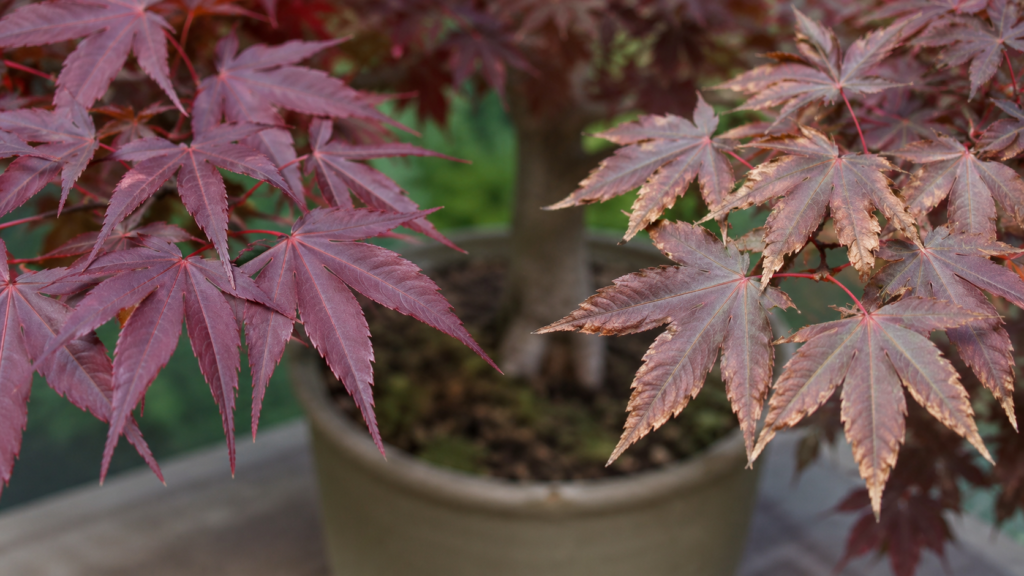 Japanese maple leaf scorch