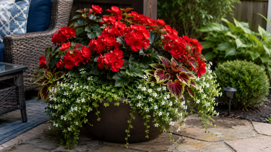 What to plant with begonias in pots