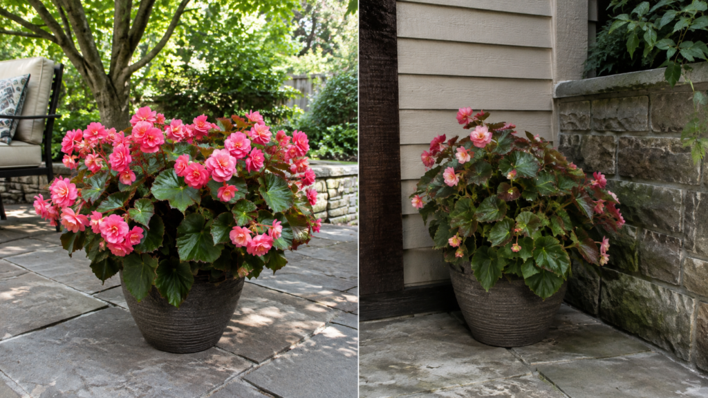  Begonia light