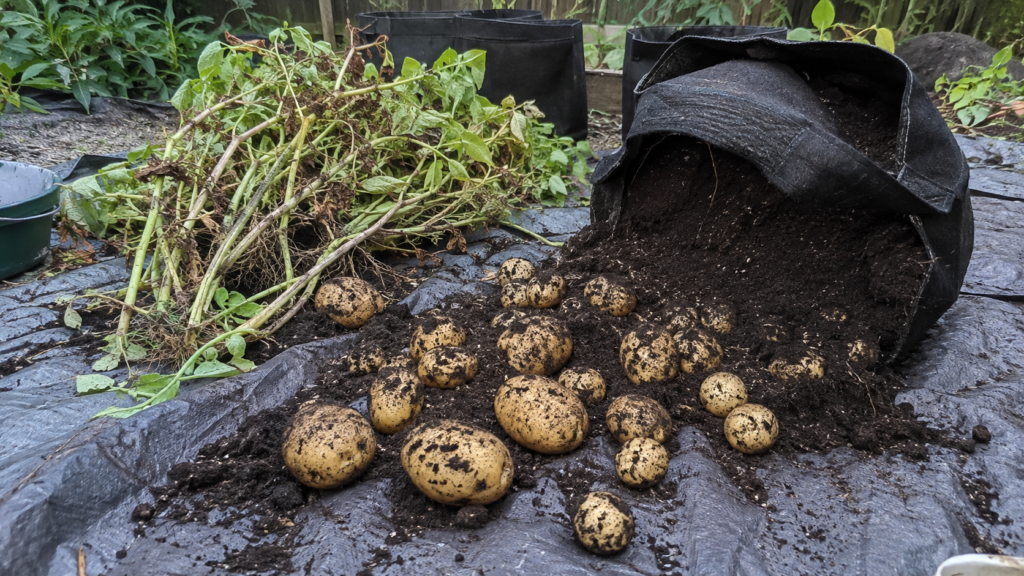  Potato harvest