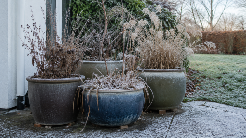 Winter perennial planters