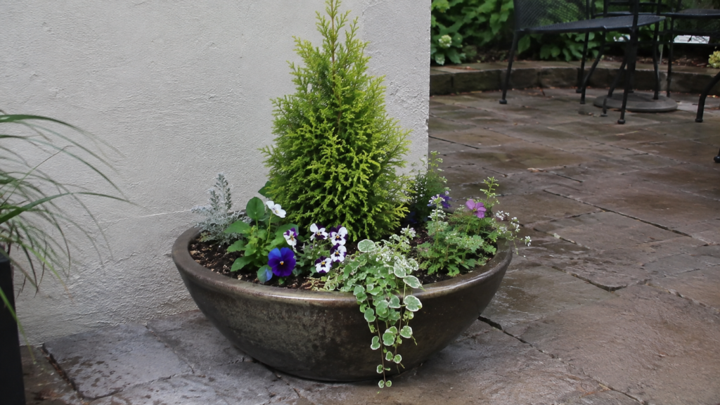 Evergreen planter plants