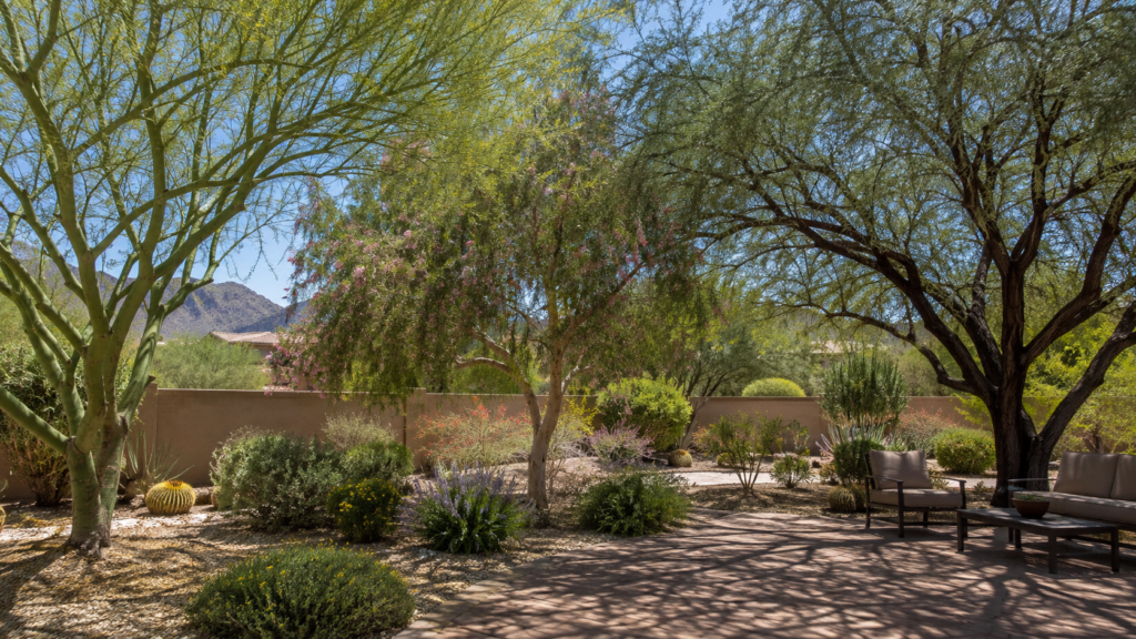 Arizona shade trees
