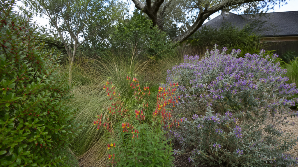 Native Houston plants