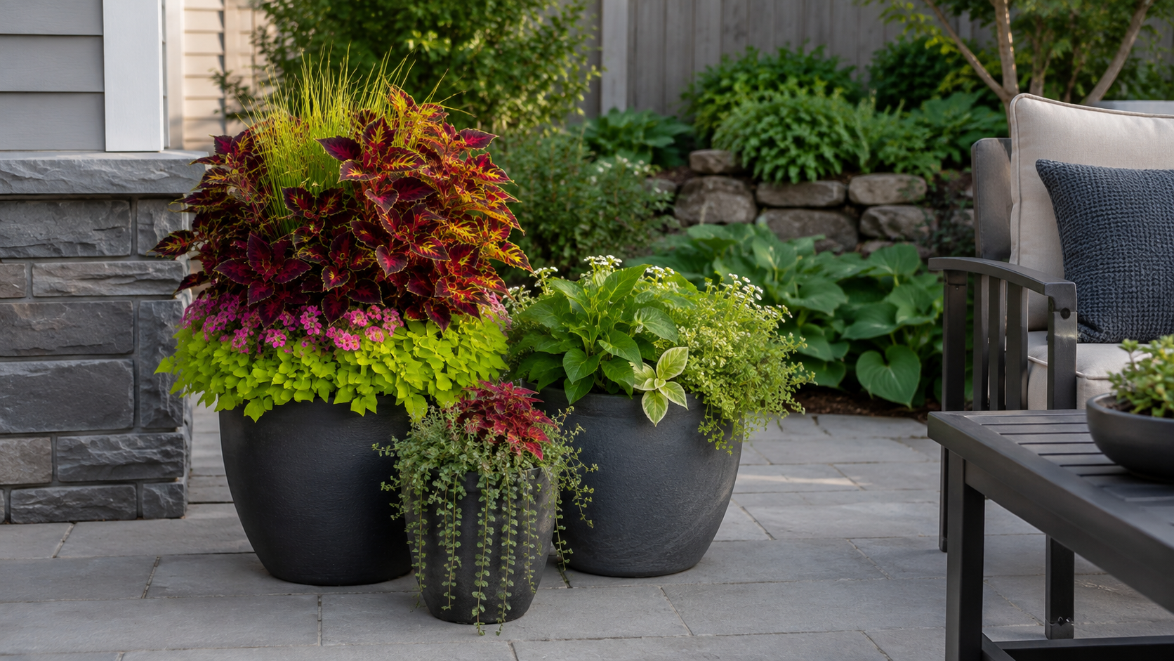 coleus in pots 