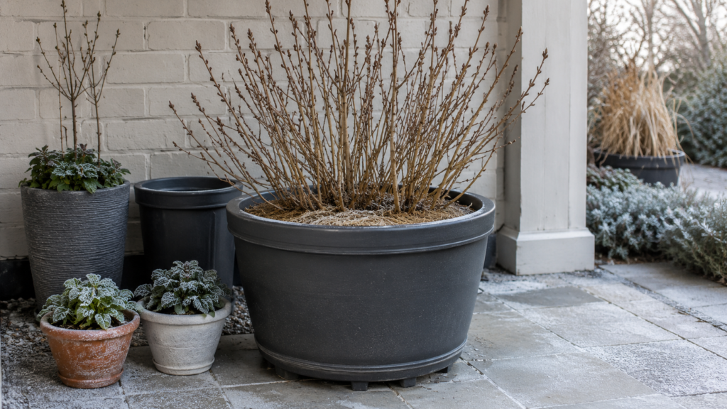 Winter hydrangea pot.